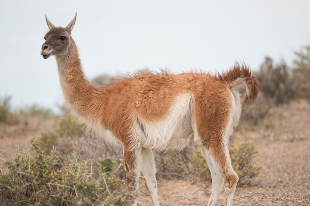 Guanaco comiendo