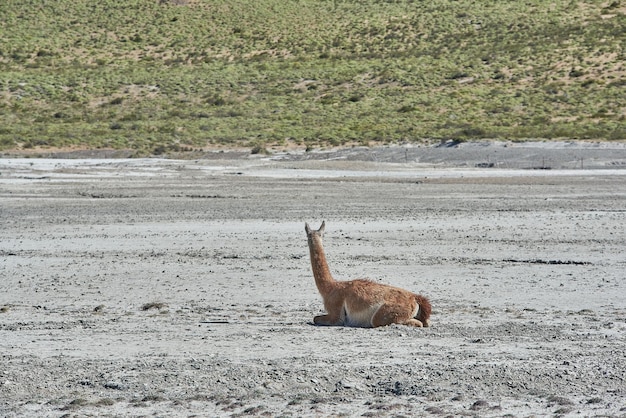 Guanaco in Patagonien Wild-Lama