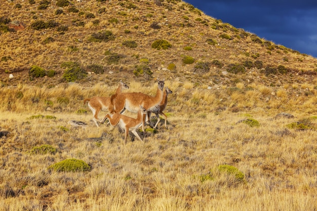 Guanaco (Lama Guanicoe) in Patagonien