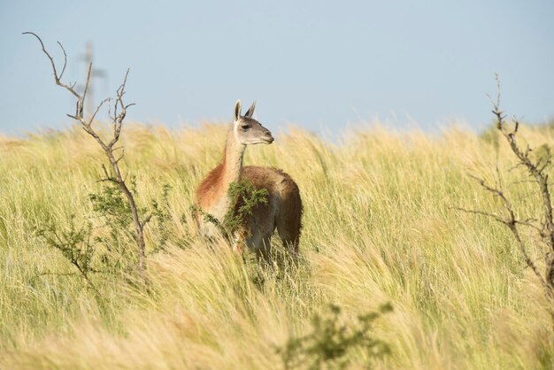 Guanaco Lama Guanicoe Luro Park Provinz La Pampa La Pampa Argentinien