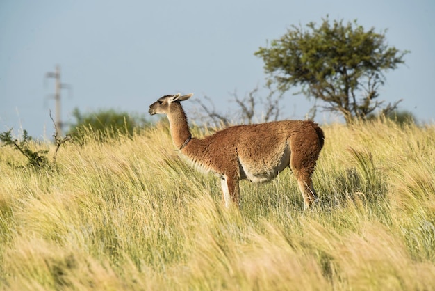 Guanaco Lama Guanicoe Luro Park Provinz La Pampa La Pampa Argentinien