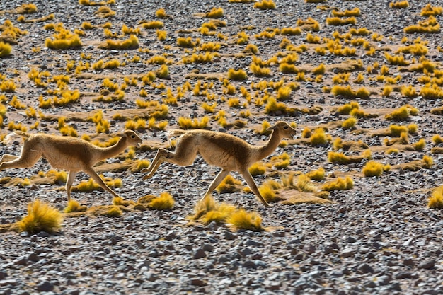 Foto guanaco (lama guanicoe) na patagônia