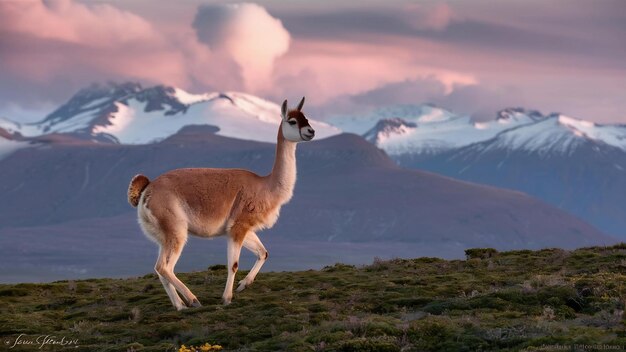 Guanaco lama guanicoe en el parque nacional de torres del paine