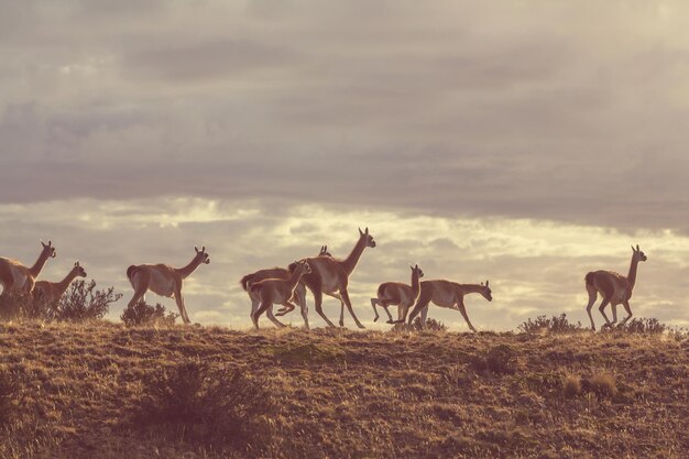 Guanaco (Lama Guanicoe) en la Patagonia