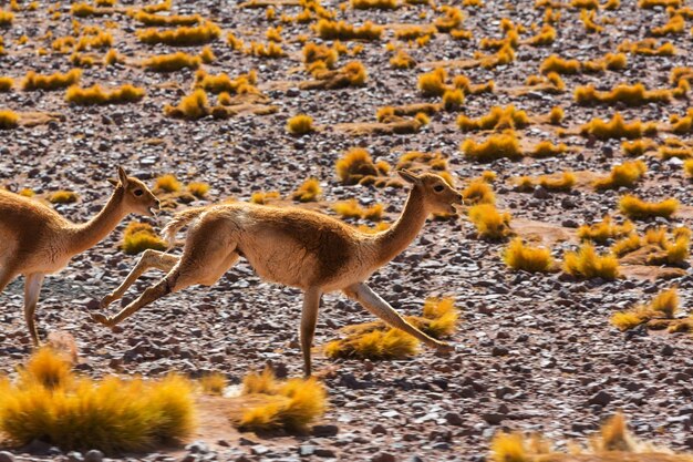 Guanaco (Lama Guanicoe) en la Patagonia