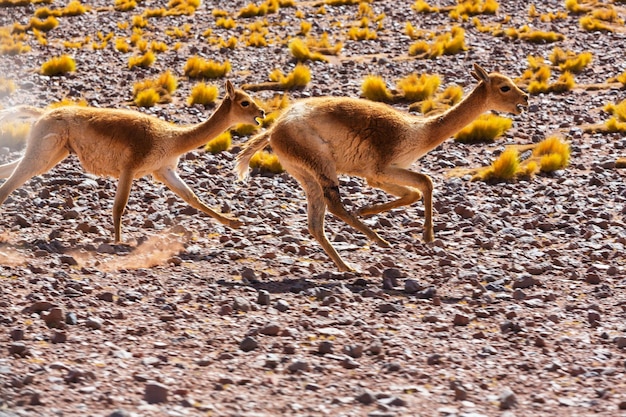 Guanaco (Lama Guanicoe) en la Patagonia