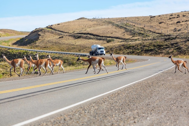 Guanaco (Lama Guanicoe) en la Patagonia