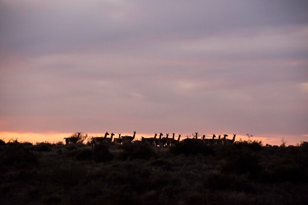 Guanaco Lama Península de Guanicoe Valdes Patrimônio Mundial da Unesco Patagônia Argentina