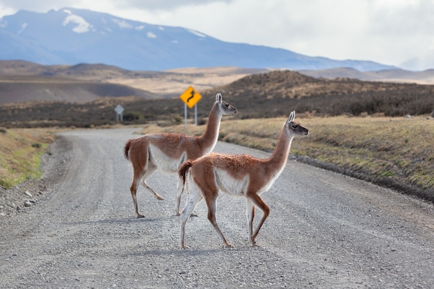 Guanaco na estrada parque nacional torres del paine.