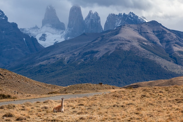 Foto guanaco no parque nacional torres del paine na patagônia