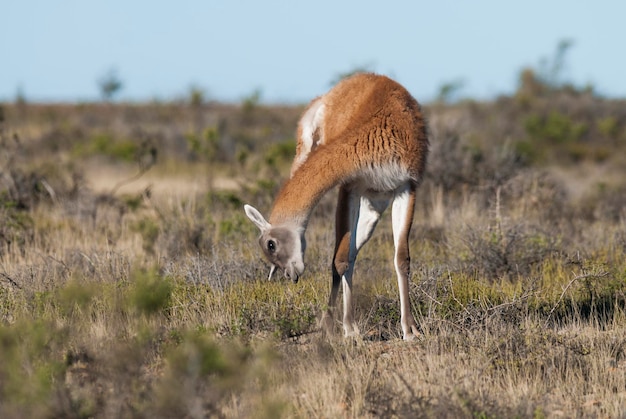 Guanaco, Península Valdés, Chubut, Patagonia, Argentina.