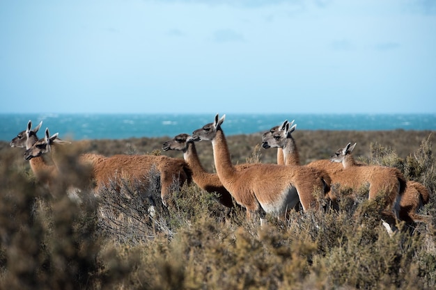 Guanaco-Porträt in Argentinien Patagonien