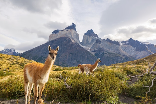 Guanaco salvaje (Lama guanicoe) en la pradera de la Patagonia, Chile, Sudamérica