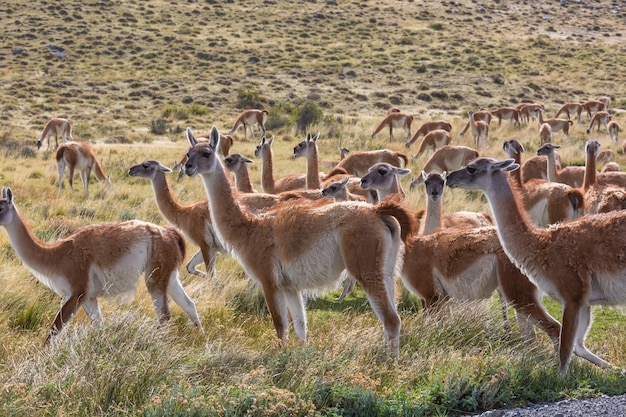 Guanaco salvaje (Lama guanicoe) en la pradera de la Patagonia, Chile, Sudamérica