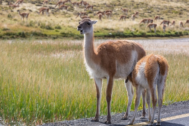 Guanaco salvaje (Lama guanicoe) en la pradera de la Patagonia, Chile, Sudamérica