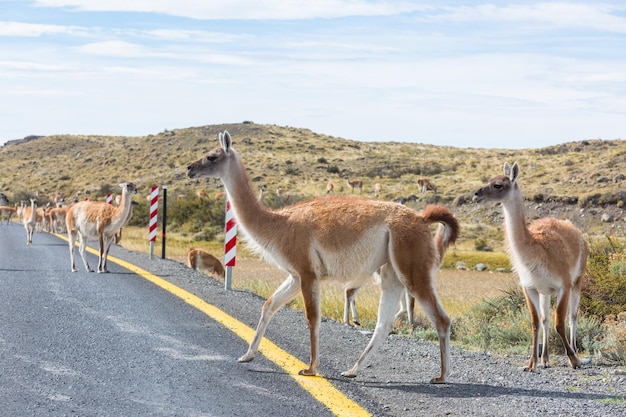 guanaco