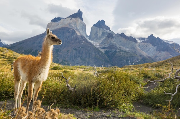 Guanaco