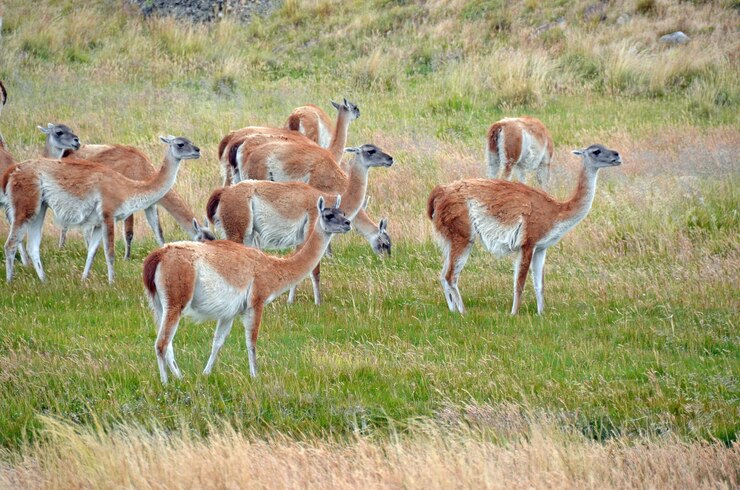 Foto guanacos em pé num campo