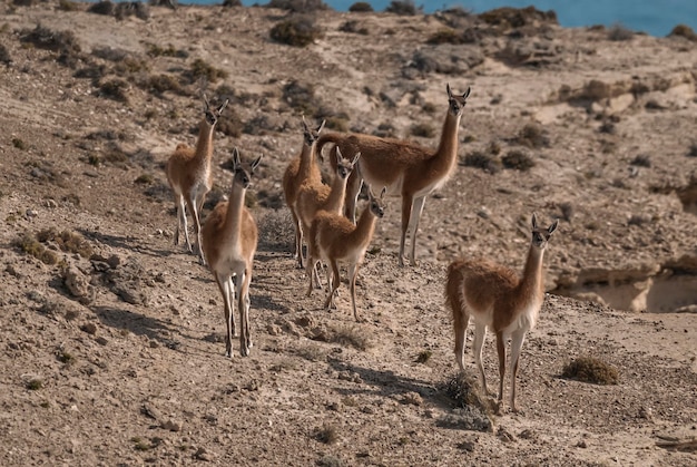 Guanacos La Pampa Argentina