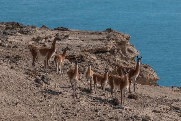 Guanacos La Pampa Argentina