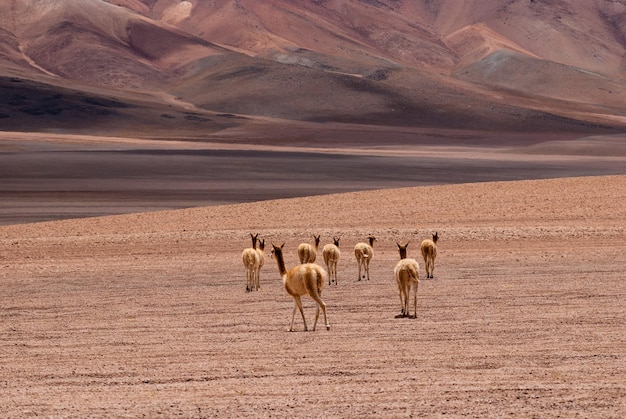 Guanacos na paisagem