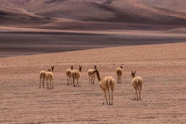 Guanacos na paisagem