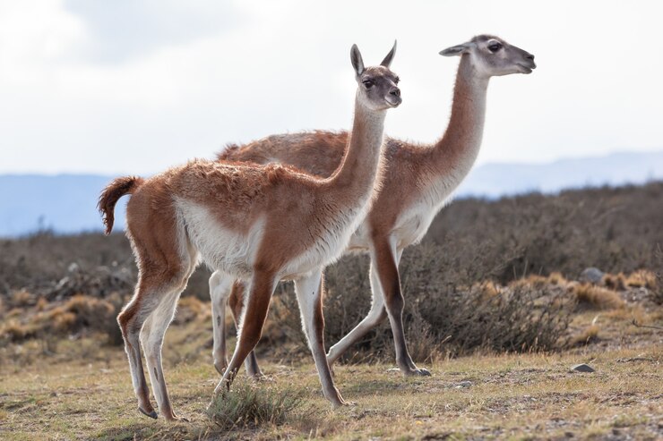 Foto guanacos no parque nacional torres del paine na patagônia