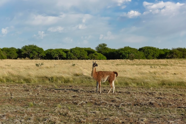 Guanacos La Pampa Argentina