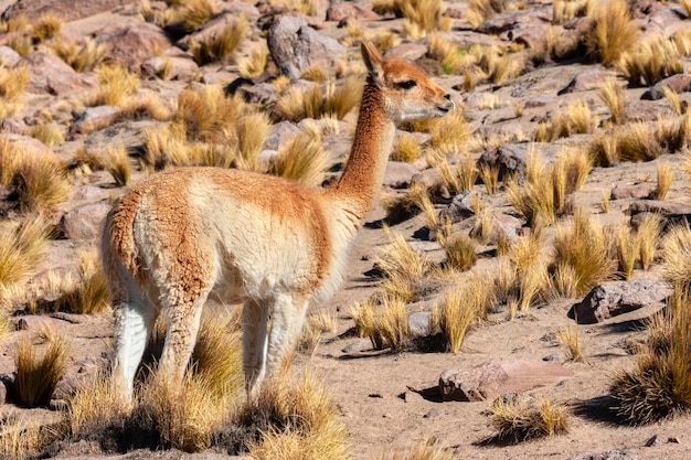 Guanako in der Atacama-Wüste Chiles