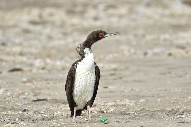 GUANAY CORMORANt