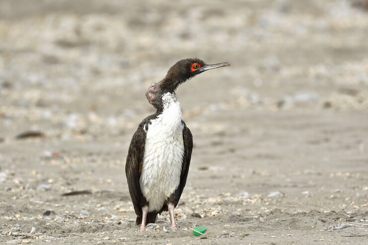 Foto guanay cormorant