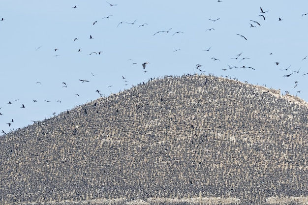 Foto guanay cormorant