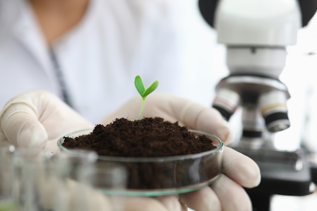 Los guantes de manos sostienen la tierra con brotes cerca del microscopio