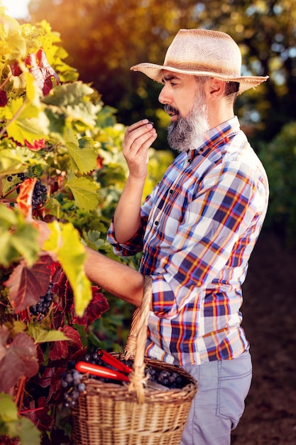 Guapo enólogo con sombrero de paja degustando uvas negras en un viñedo.