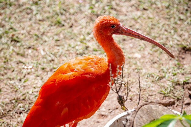 El guar rojo es un ave pelecaniforme de la familia Threskiornithidae