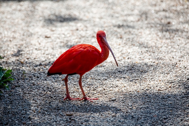 El guar rojo es un ave pelecaniforme de la familia Threskiornithidae