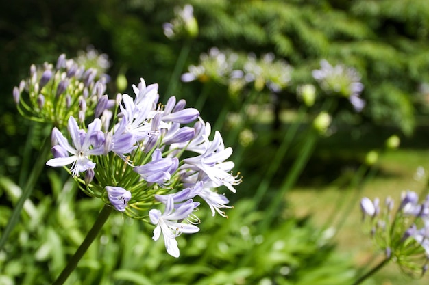 guarda-chuva agapanthus