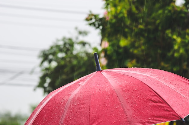 Guarda-chuva e chuva