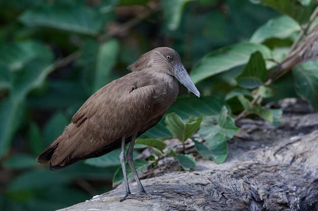 Guarda-chuva Hamerkop Scopus