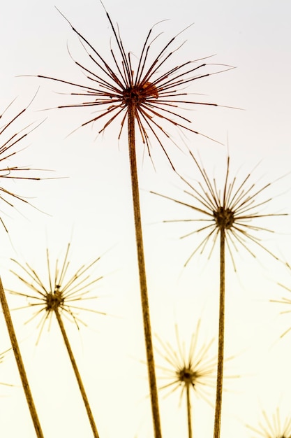 Guarda-chuva seco de hogweed Heracleum em um fundo desfocado Foto filtrada brilhante