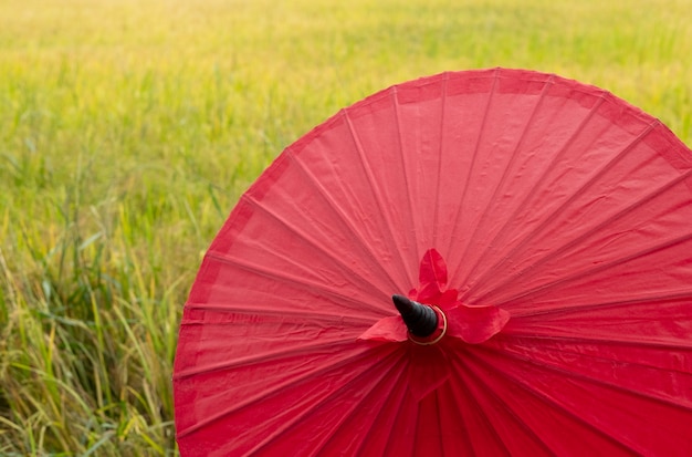 Guarda-chuva vermelho no arroz amarelo do campo.