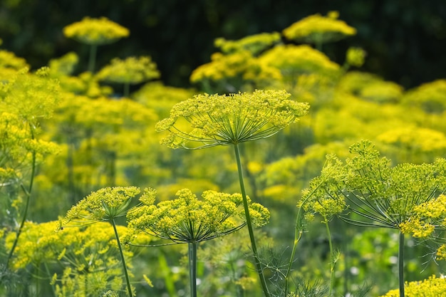 Guarda-chuvas de endro no jardim Cultivo de endro no jardim