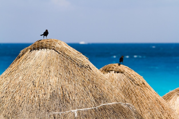 Guarda-sóis nas praias do Caribe.