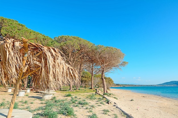 Guarda-sol de palma na praia de Mugoni, Sardenha