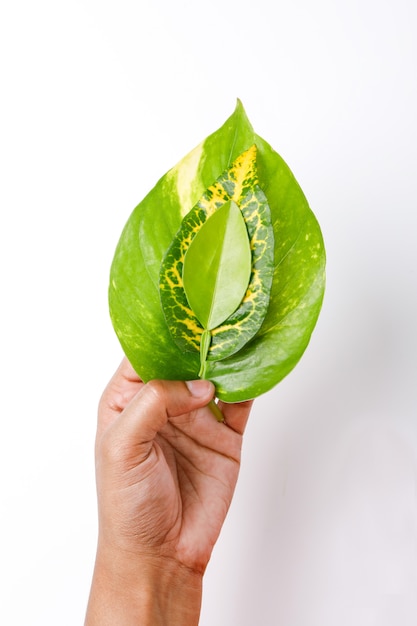 Guarde el concepto del árbol, hojas verdes en la mano