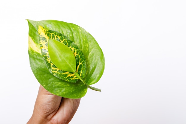 Foto guarde el concepto del árbol, hojas verdes en la mano