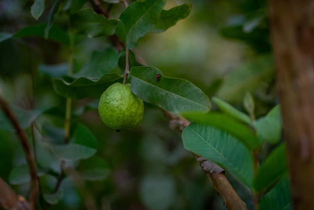 Guava-Obstbäume in einem organischen tropischen Garten Guava-Garten mit einer großen Anzahl von Guava-Pflanzen landwirtschaftlicher Hintergrund