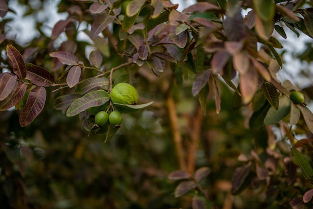 Guavenfruchtbaum in einem organischen tropischen Garten, frische und gesunde rohe Guavenfrucht in der Guavenfarm.