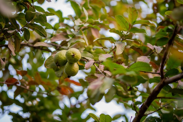 Guavenfruchtbaum in einem organischen tropischen Garten, frische und gesunde rohe Guavenfrucht in der Guavenfarm.