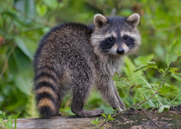 Guaxinim fofo em uma árvore na floresta